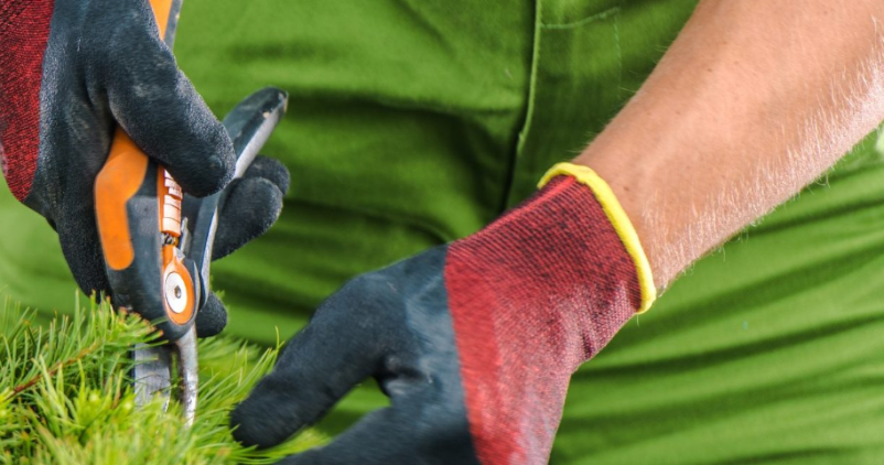 Obrezovanje žive meje