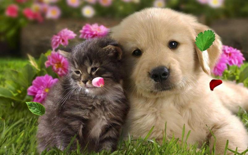 Veterinarska trgovina Notranjska, Postojna