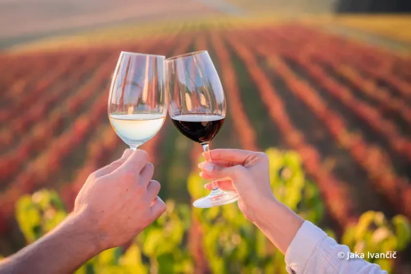 Degustacija vina
