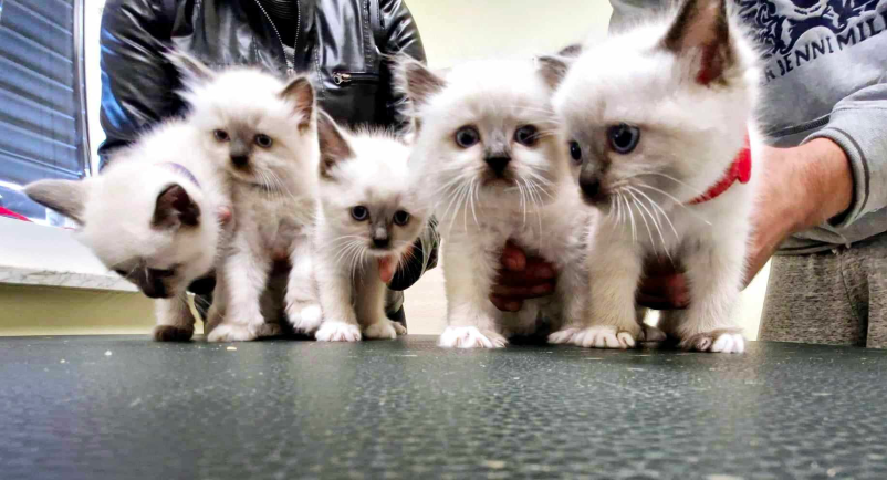 Veterinarska klinika MS