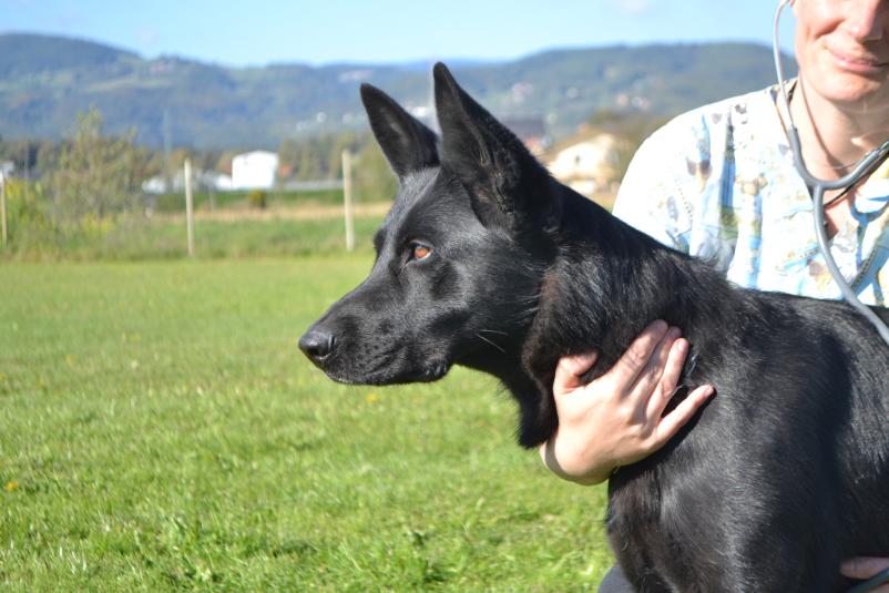 Dobra veterinarska ambulanta Zasavje