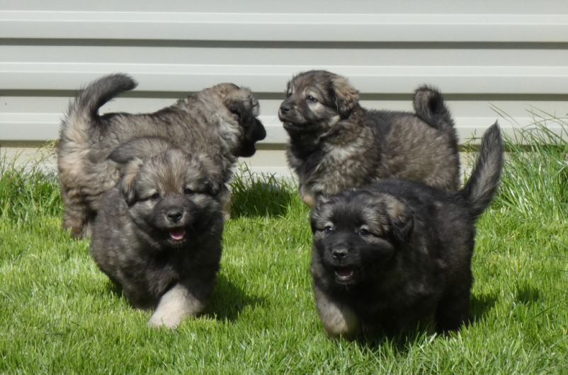 Bioresonanca za živali