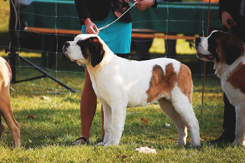 The best dog shows in Slovenia