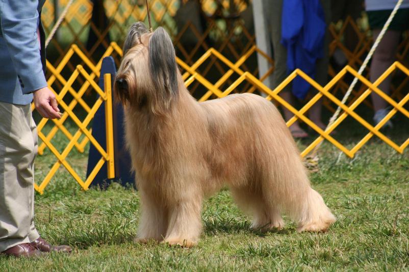 Dog shows Slovenia