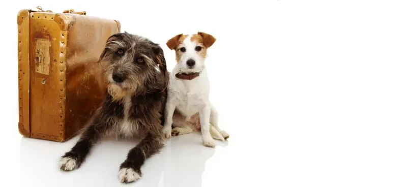 Passeggiate per cani