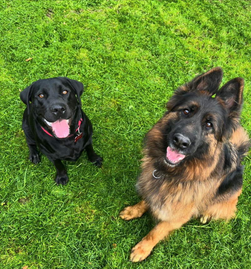 Hotel za pse Prebold