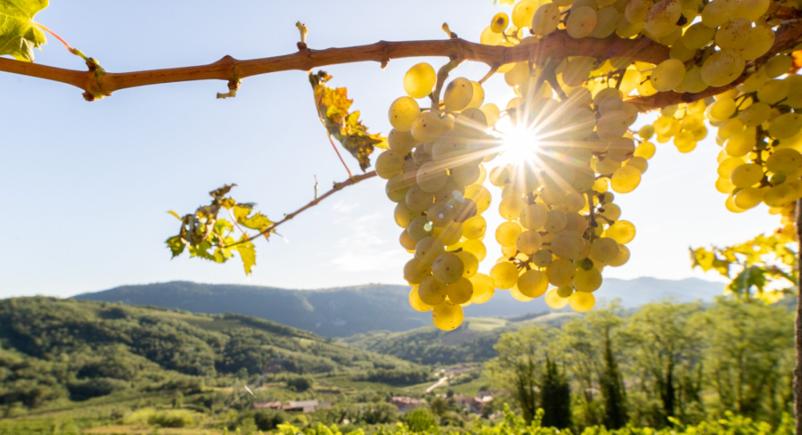 Pinela vina Goriška, Slovenija