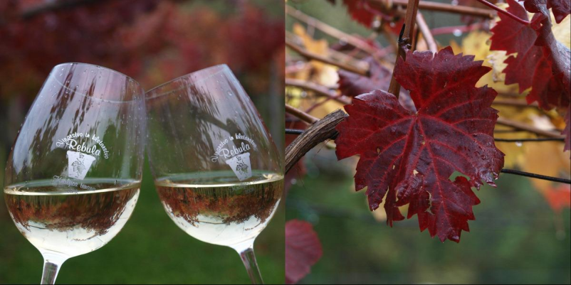 Najboljše primorsko vino