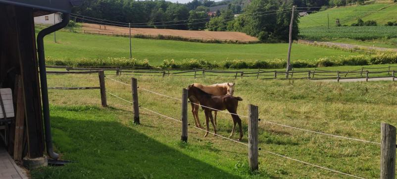 Ranč Benko nudi jahanje konjev v Mariboru