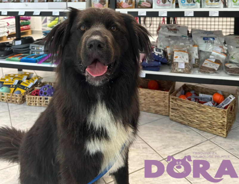 Trgovina za pse Savinjska