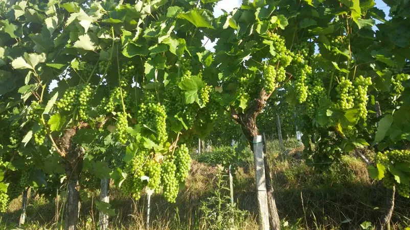 Bela vina Ptuj