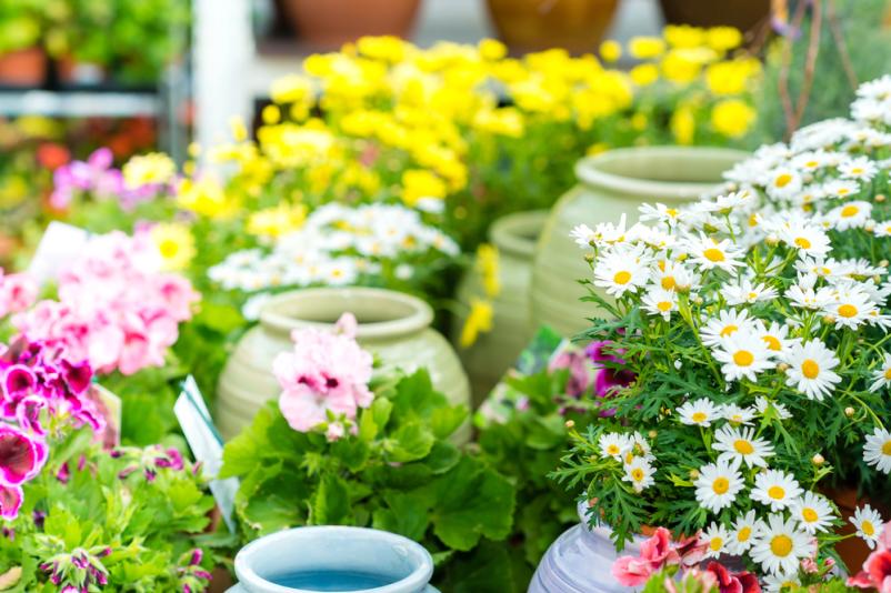 Vrtnarstvo Prosenc, prodaja cvetja in sadik Dol pri Ljubljani