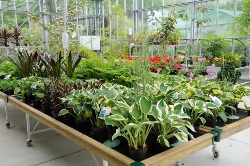 Prodaja cvetja in sadik Dol pri Ljubljani