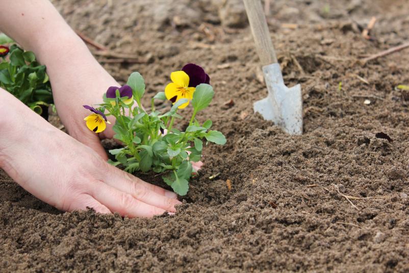 Vrtnarstvo Dol pri Ljubljani