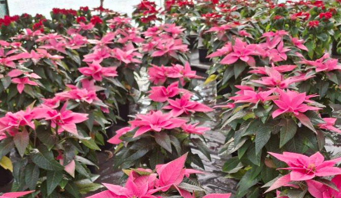 Ugodno vrtnarstvo Celje