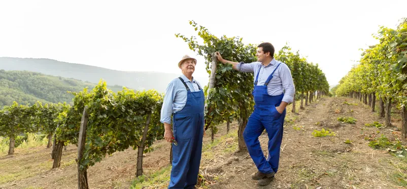 Zelen vina Goriška, Slovenija