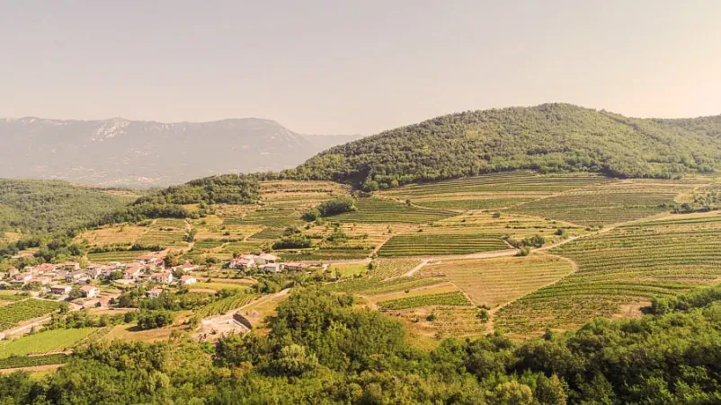 Zelen vina Goriška