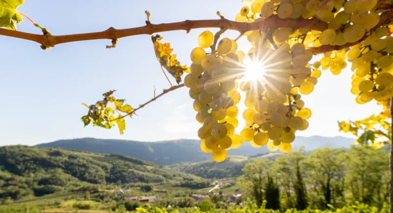 Poskusite vrhunska zelen vina na Goriškem!