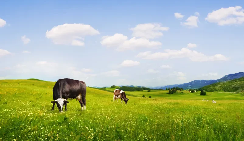 Gospodarjenje s kmetijskimi in gozdnimi zemljišči Podkoren, Kranjska Gora