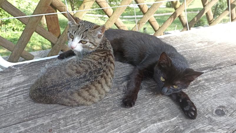 Dobra ambulanta za hišne ljubljenčke Zasavje