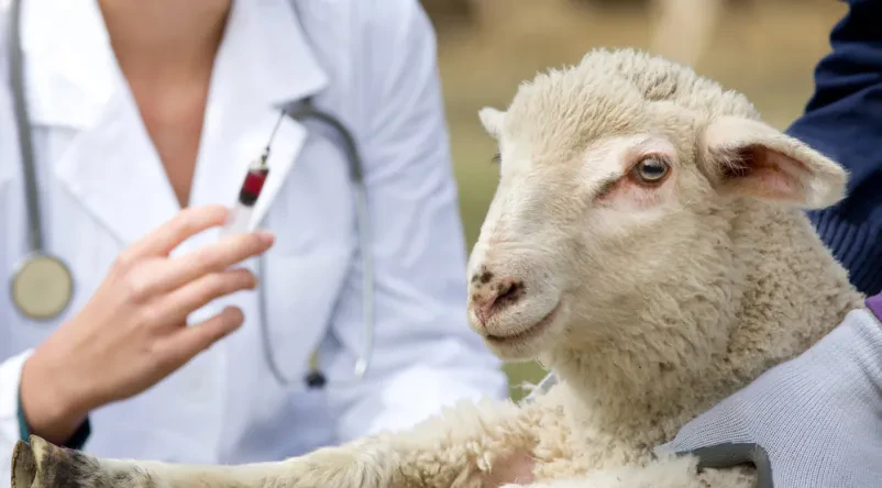 Ambulanta za velike živali Kamnik