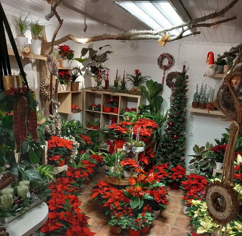 Ugodno balkonsko cvetje Celje