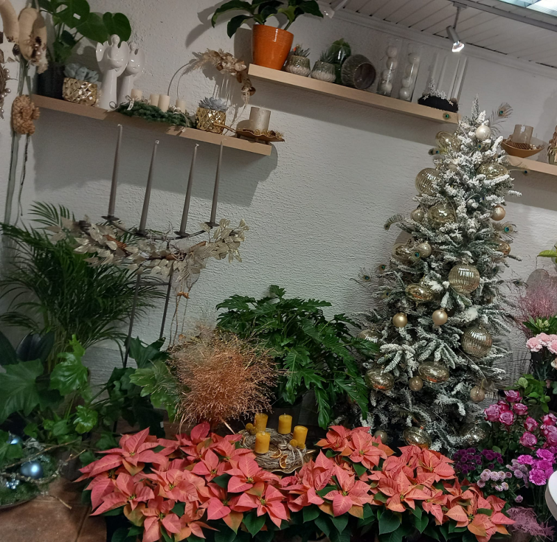 Balkonske rože Celje