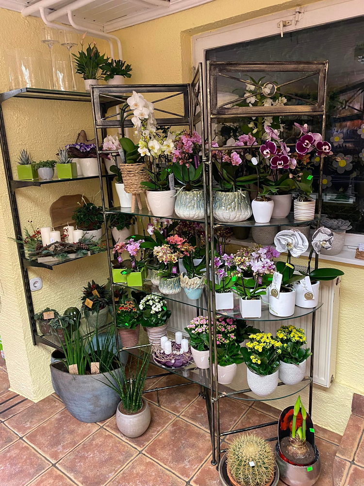 Ugodne balkonske rože Celje