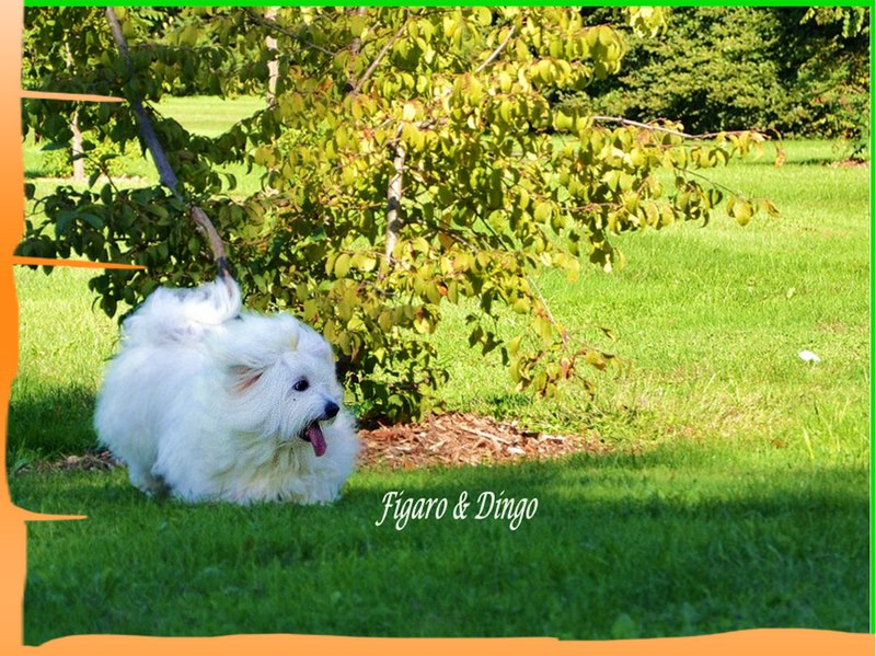 Dober rejec Coton de Tulear