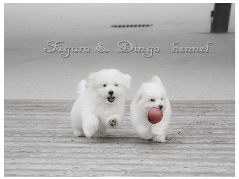 Majhni družinski psi