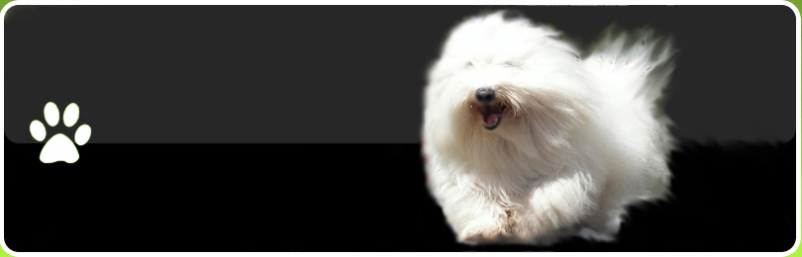 Coton de tulear prodaja Slovenija