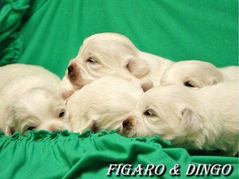 Nakup psa z rodovnikom