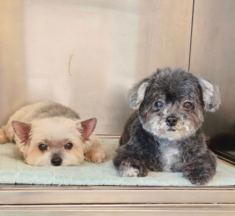 Ugoden pasji salon na Dolenjskem