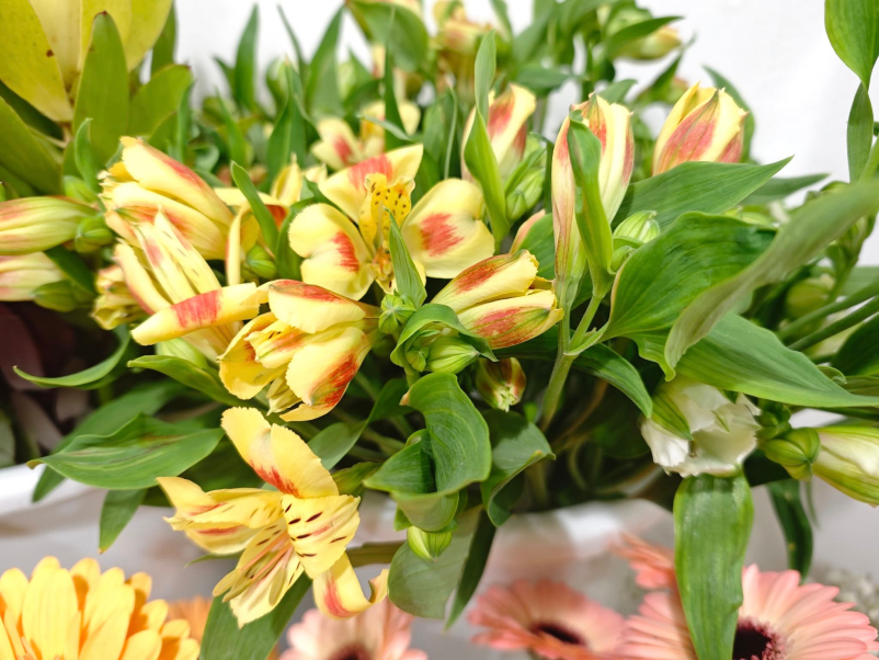 Najboljša cvetličarna Radeče