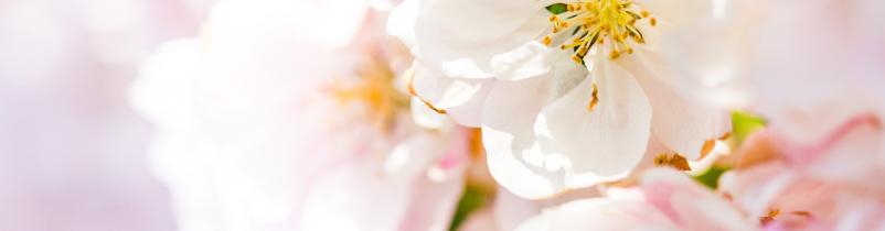 Prodaja drevesnic in sadik Slovenija