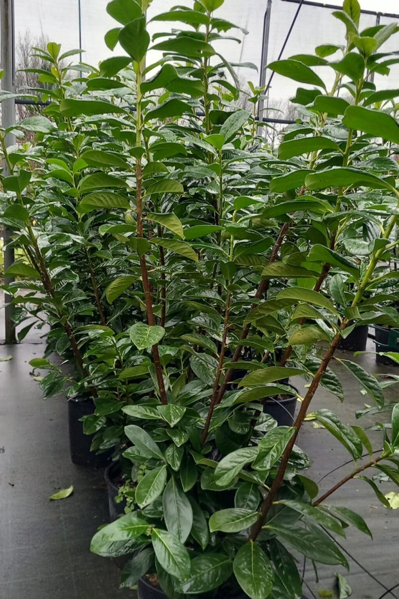 Ugodna drevesnica v Ljubljani