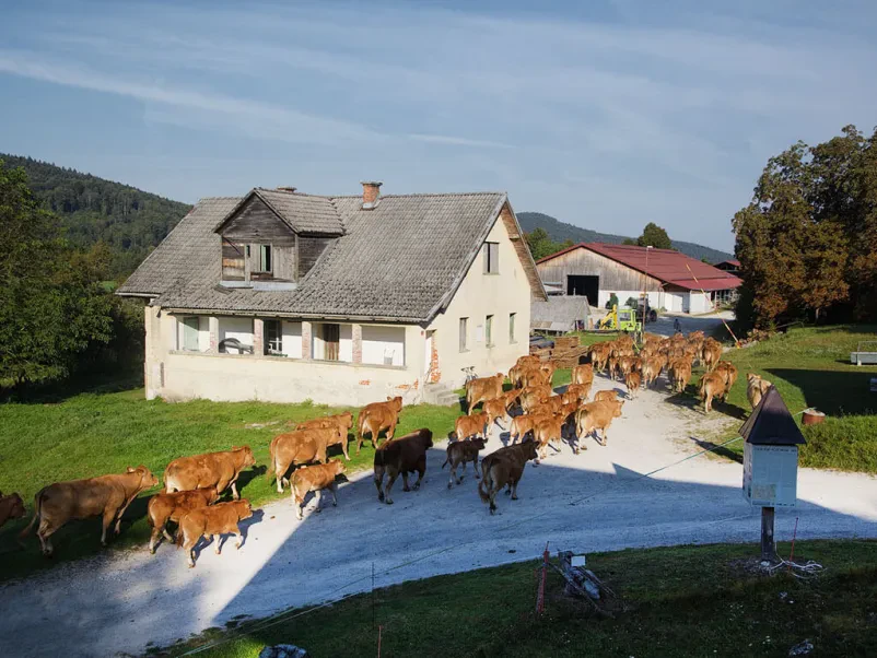 Reja govedine limuzin Kočevje
