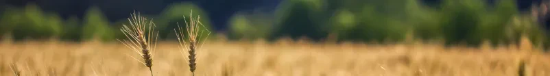 Ugodna krmila za živino Podravska
