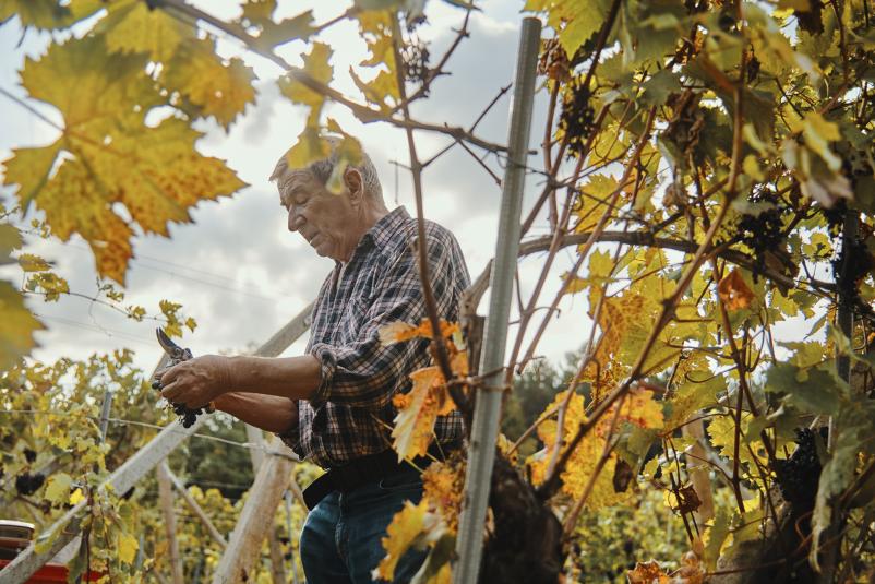 Kakovostna rdeča in bela kraška vina