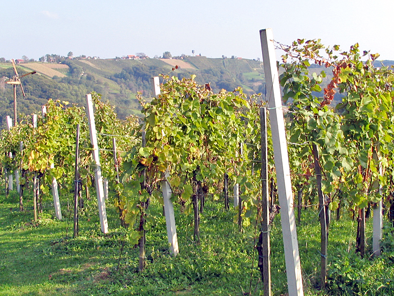 Betonski sadjarski stebri