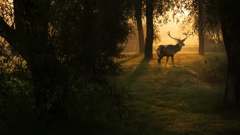 Lovska družina Most na Soči, Goriška