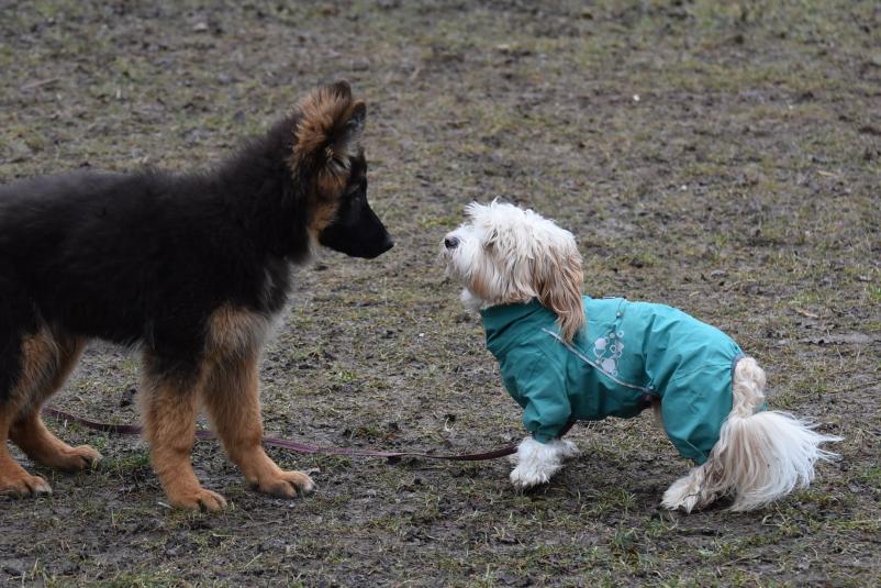 Najboljša šola za pse Ljubljana, Osredja Slovenija