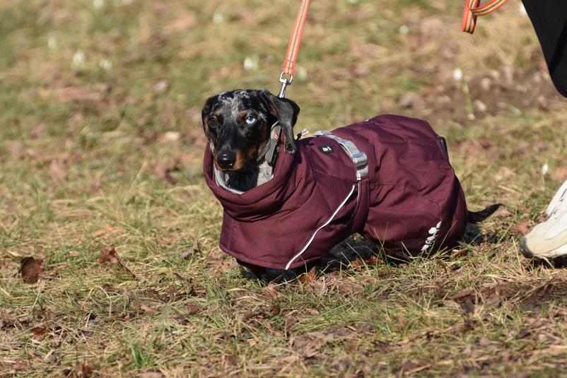 Najboljša šola za pse Ljubljana