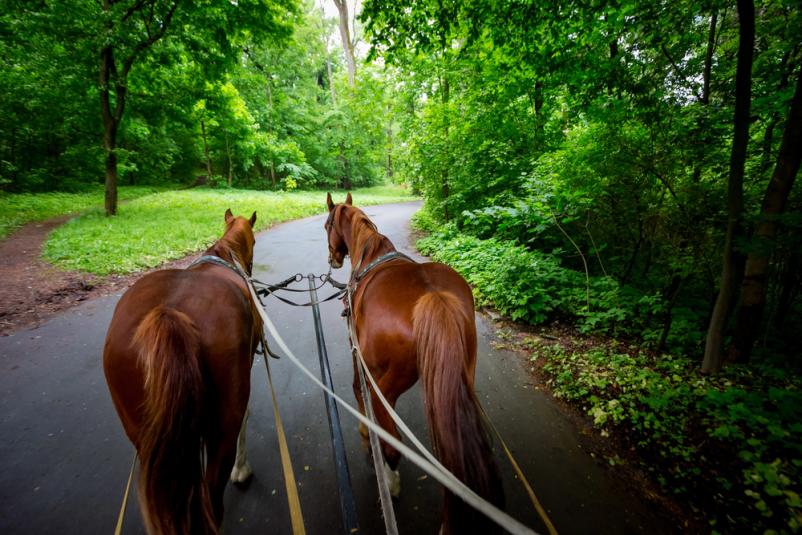 Ugodna vožnja s kočijo v Horjulu