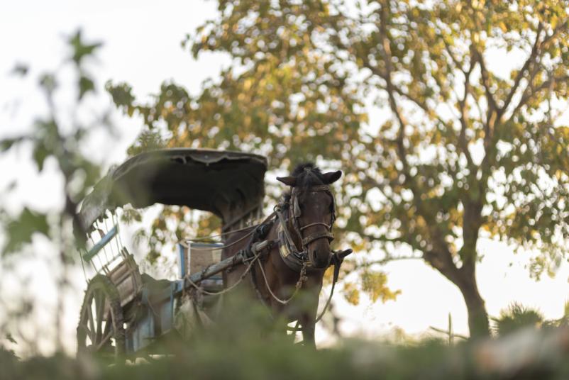 Najem kočije v Horjulu