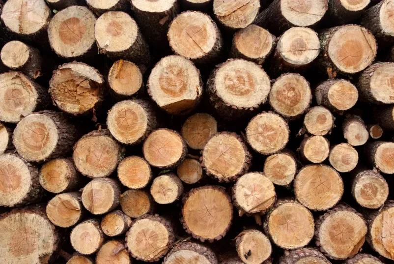 Prodaja hlodovine Črnomelj
