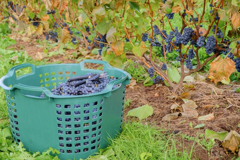 Ugodna oprema za vinograde