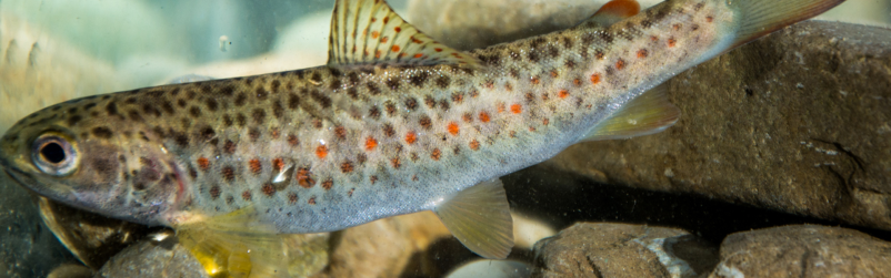 Fischerfamilie Soča Nova Gorica