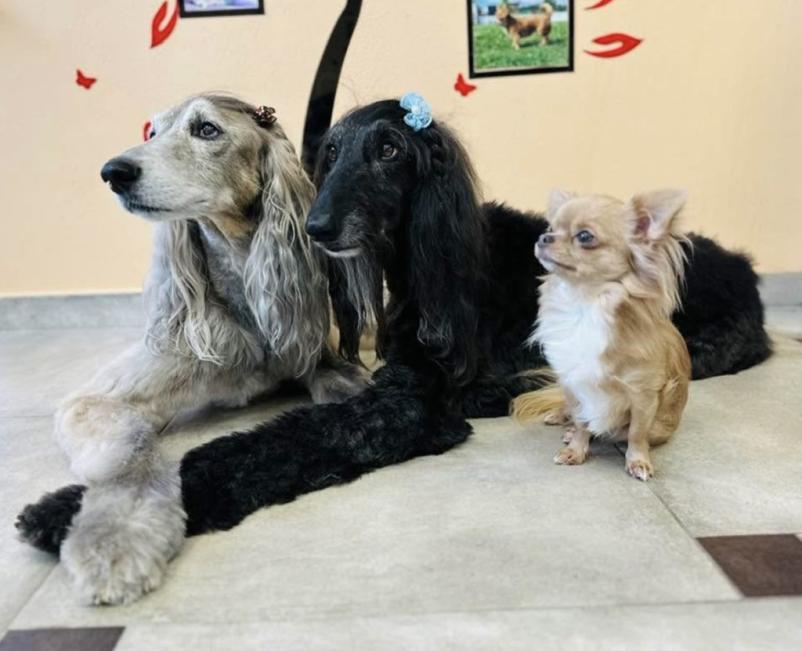 Pasji frizer Sežana