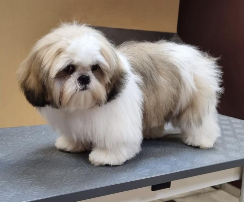 Iščete dobrega pasjega frizerja v Sežani?